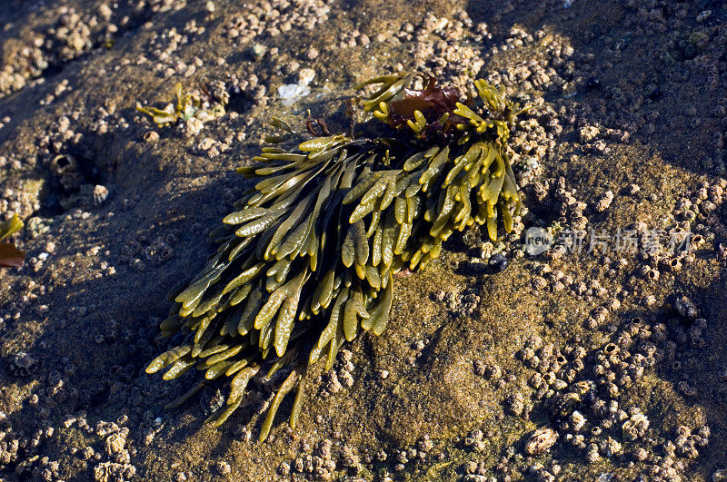 Pelvetiopsis Algae, Pelvetiopsis limitata, phaophyta, Fucaceae, Salt Point State Park, California。这种多年生褐藻高4-8厘米，呈浅褐色至橄榄色，长在一个小的盘状壳上。分枝密集的菌体